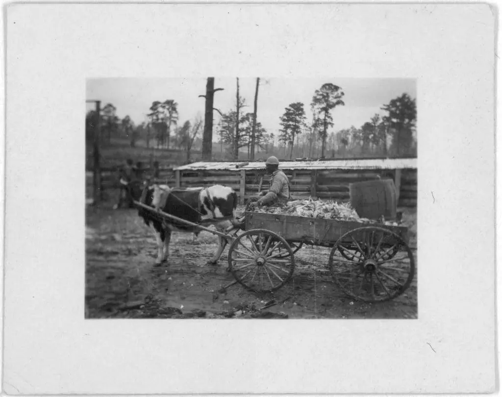 Farm wagon, driven by an African American man, Reed Camp, South Carolina